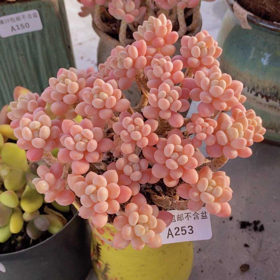 冰淇淋鱼子酱老桩13cm253多肉植物