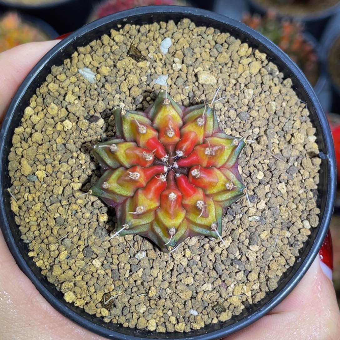 米哈星球000008888