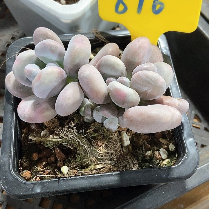 多肉植物876多饿