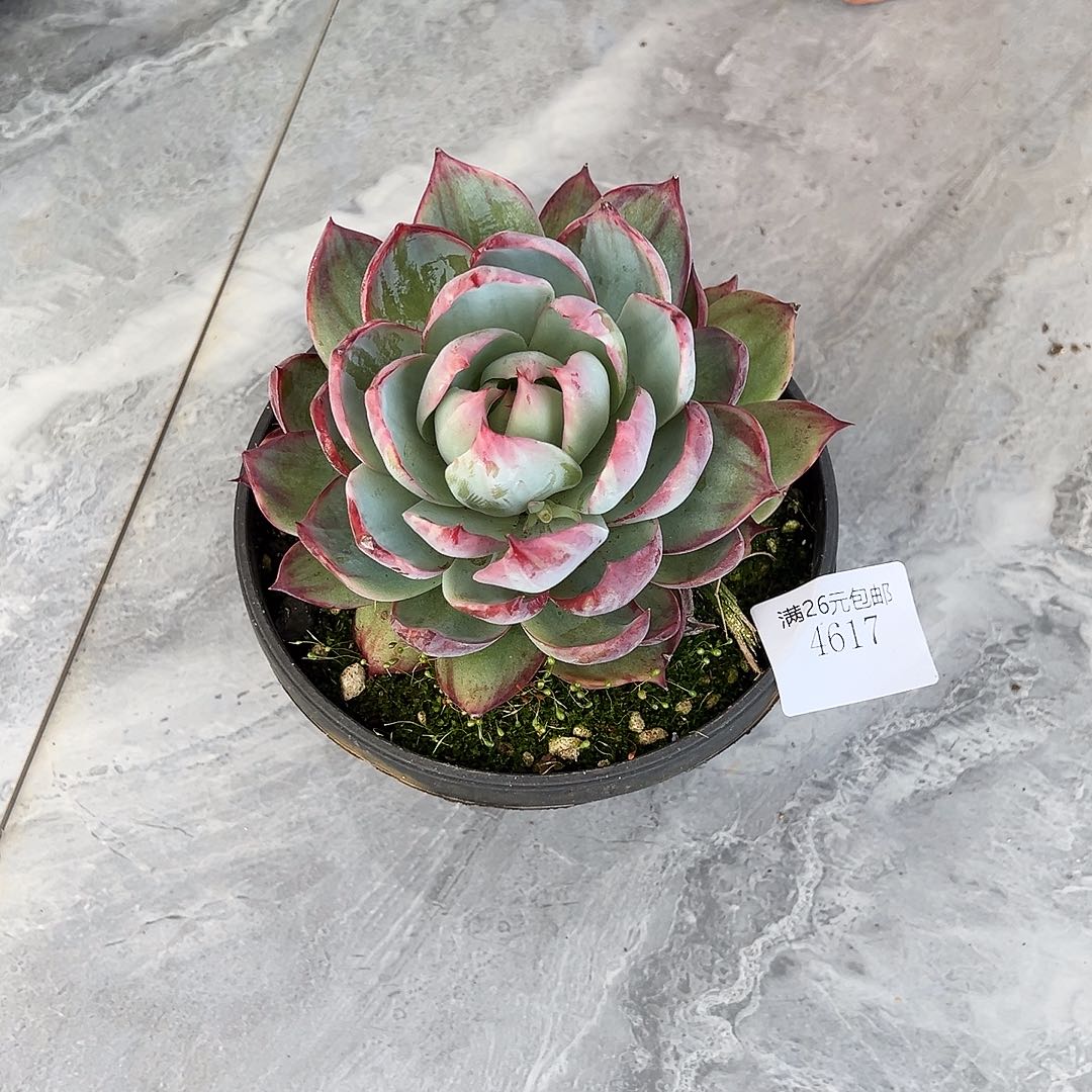 徐***吉4617惊鸿多肉植物多肉