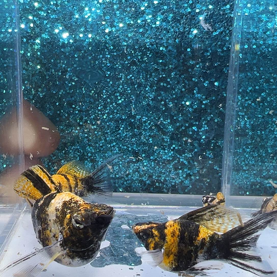 黑玛丽鱼虎皮玛丽两对