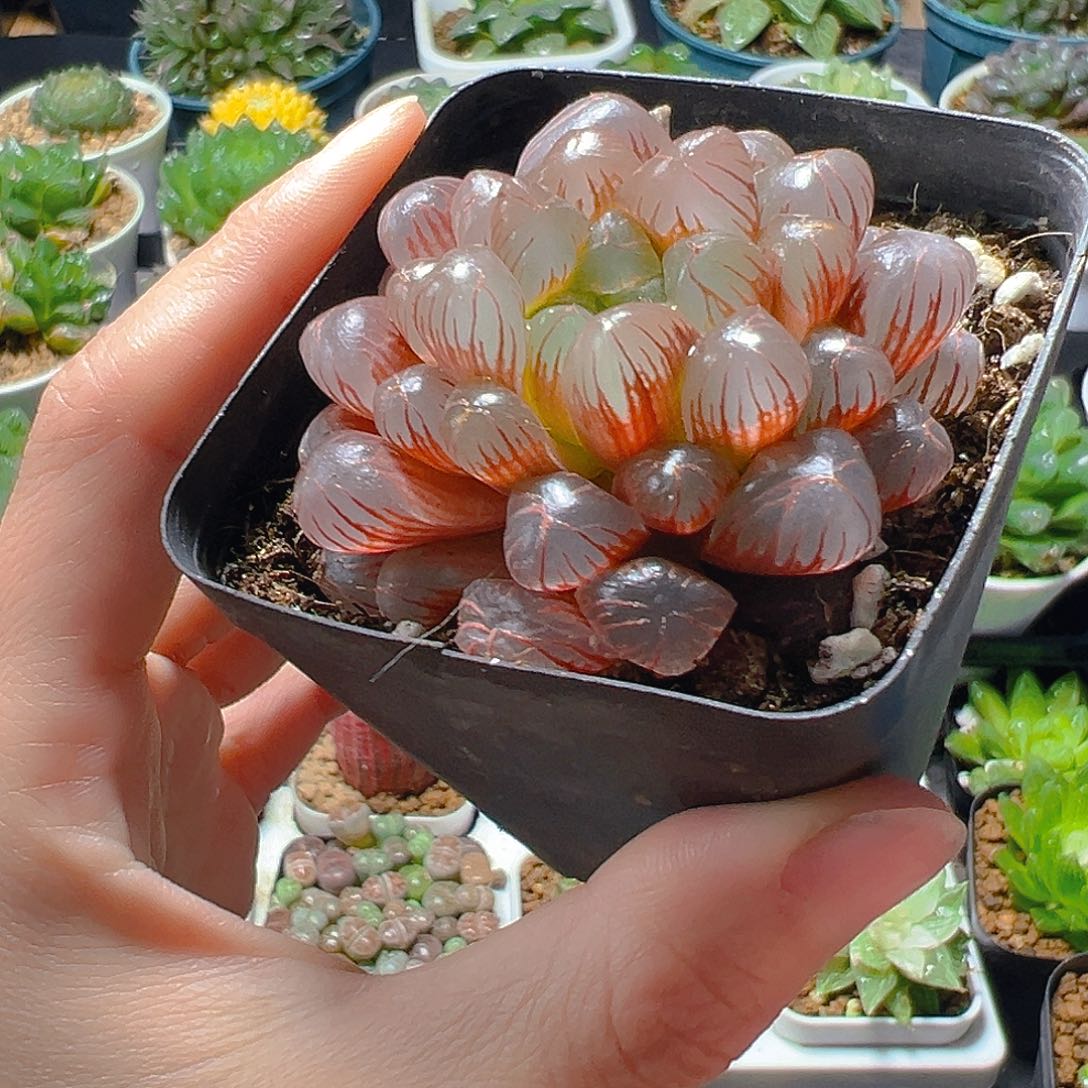 彩虹玉露多肉植物一颗