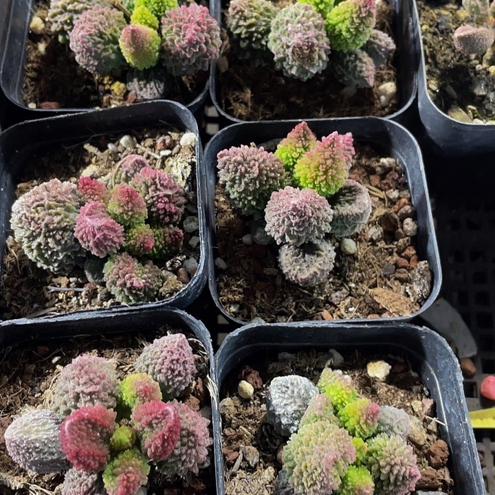 珠子玉带盆土发货