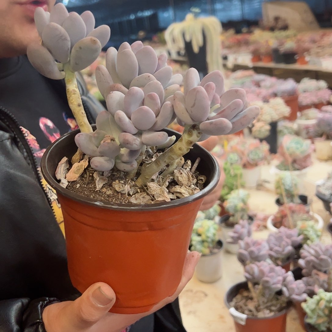 橙雪球多头大盆群多肉