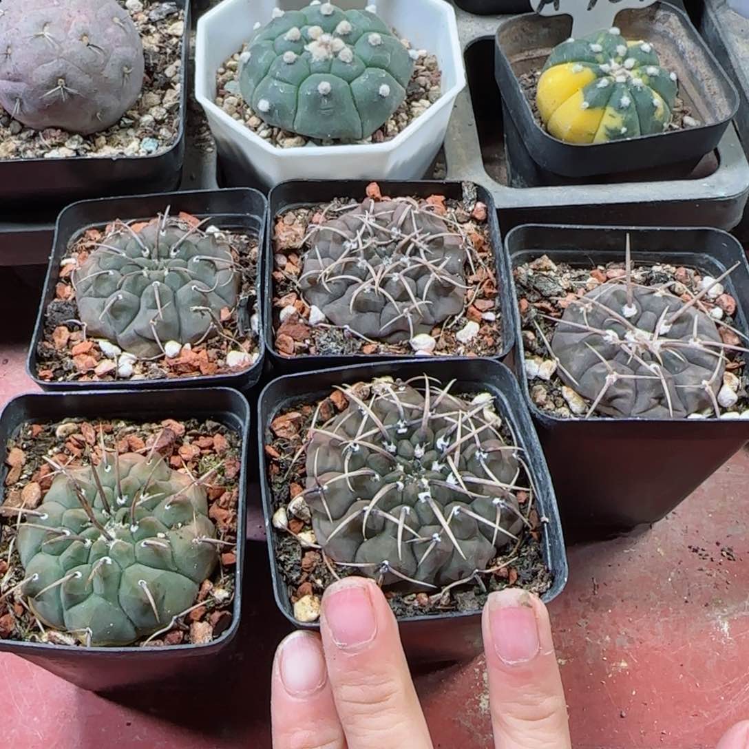 实生5颗裸萼多肉