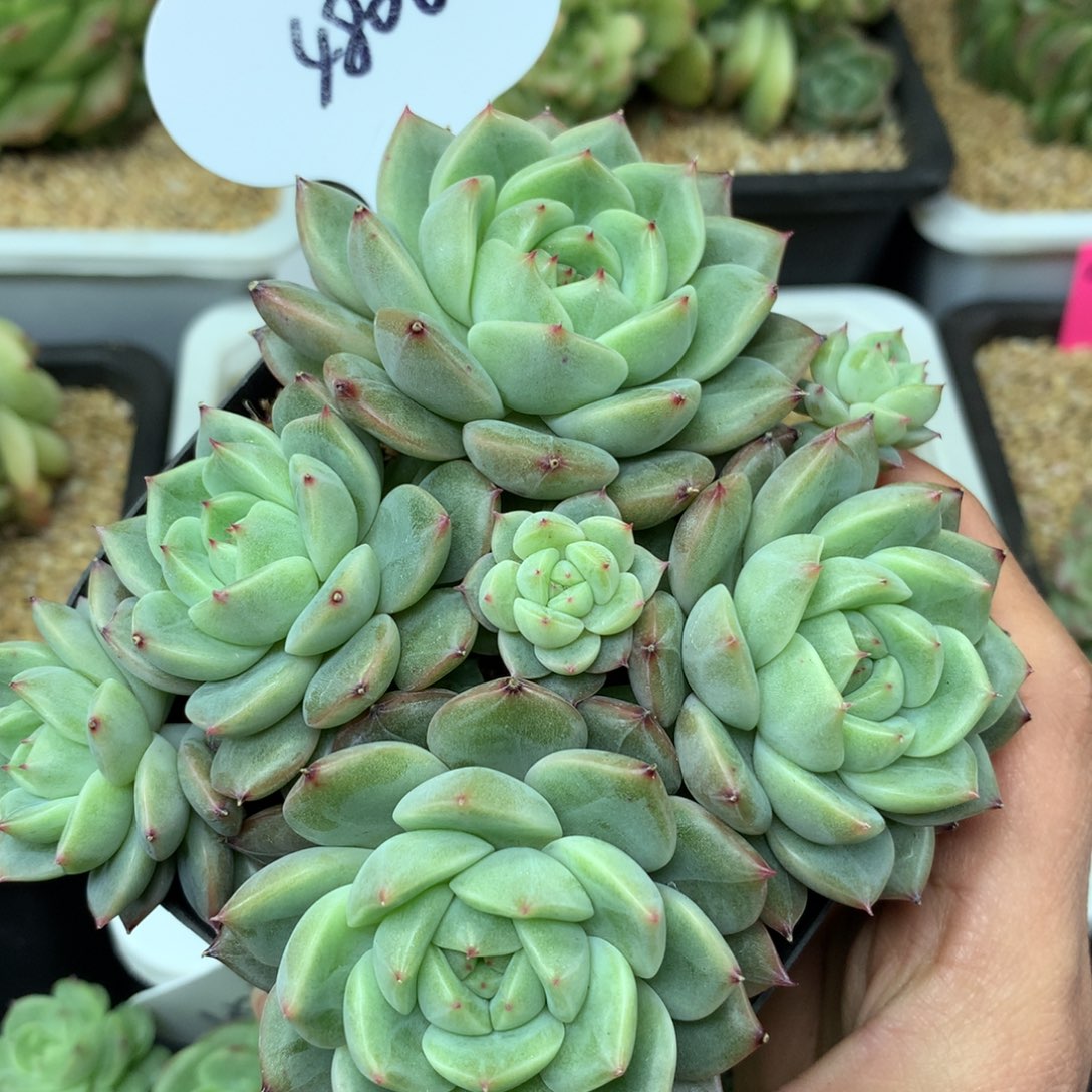 油透珍妮无砍群4806