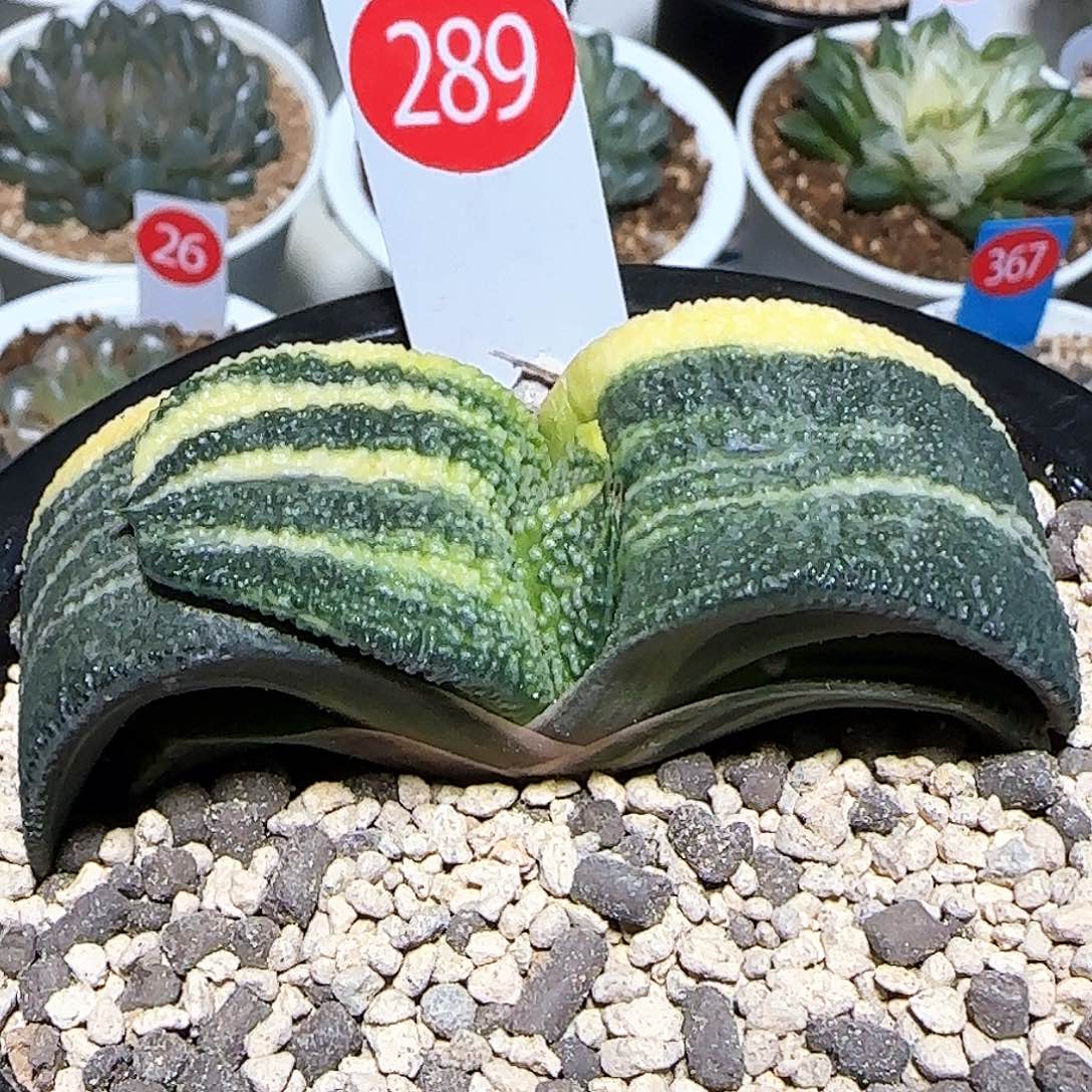 289号军配卧牛锦 8 厘米左右一物一拍带盆发货