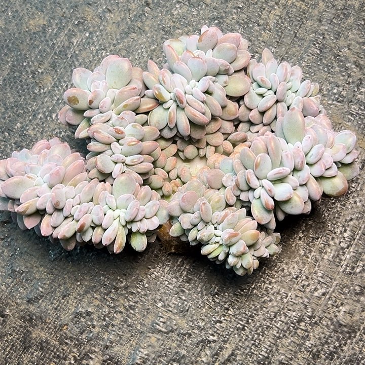 ?****?粉兔缀，一物一拍