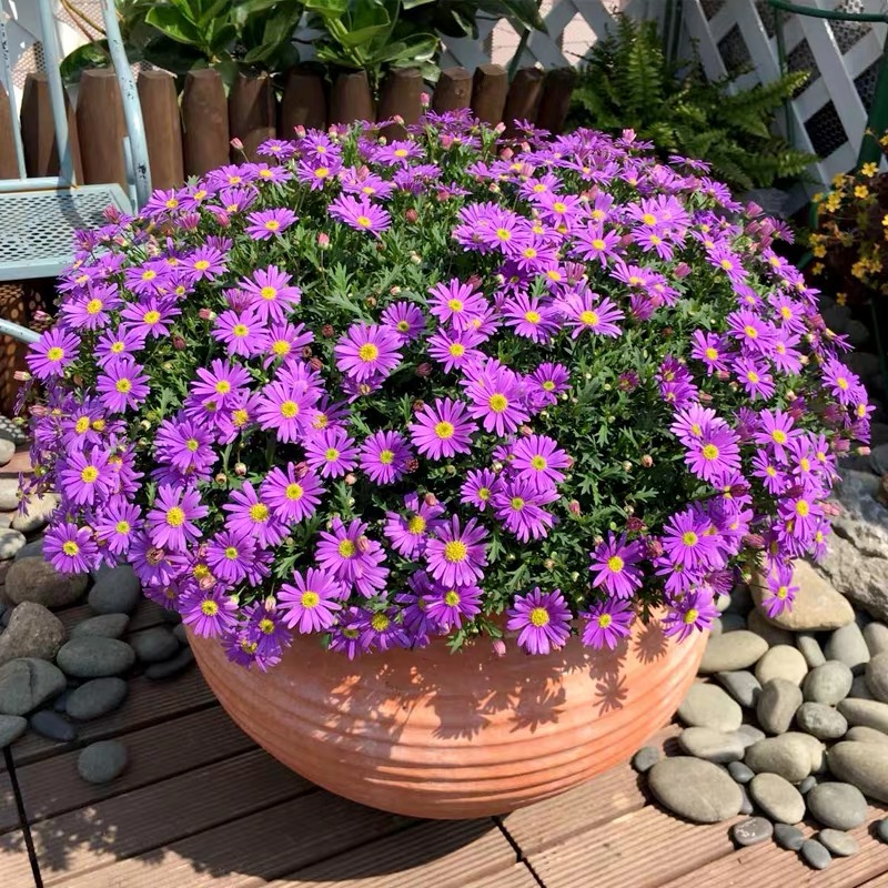 （明月）大花姬小菊盆栽 阳台庭院花园可地栽 多年生四季开花好养