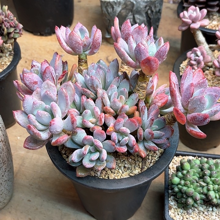 多肉植物，灰姑娘