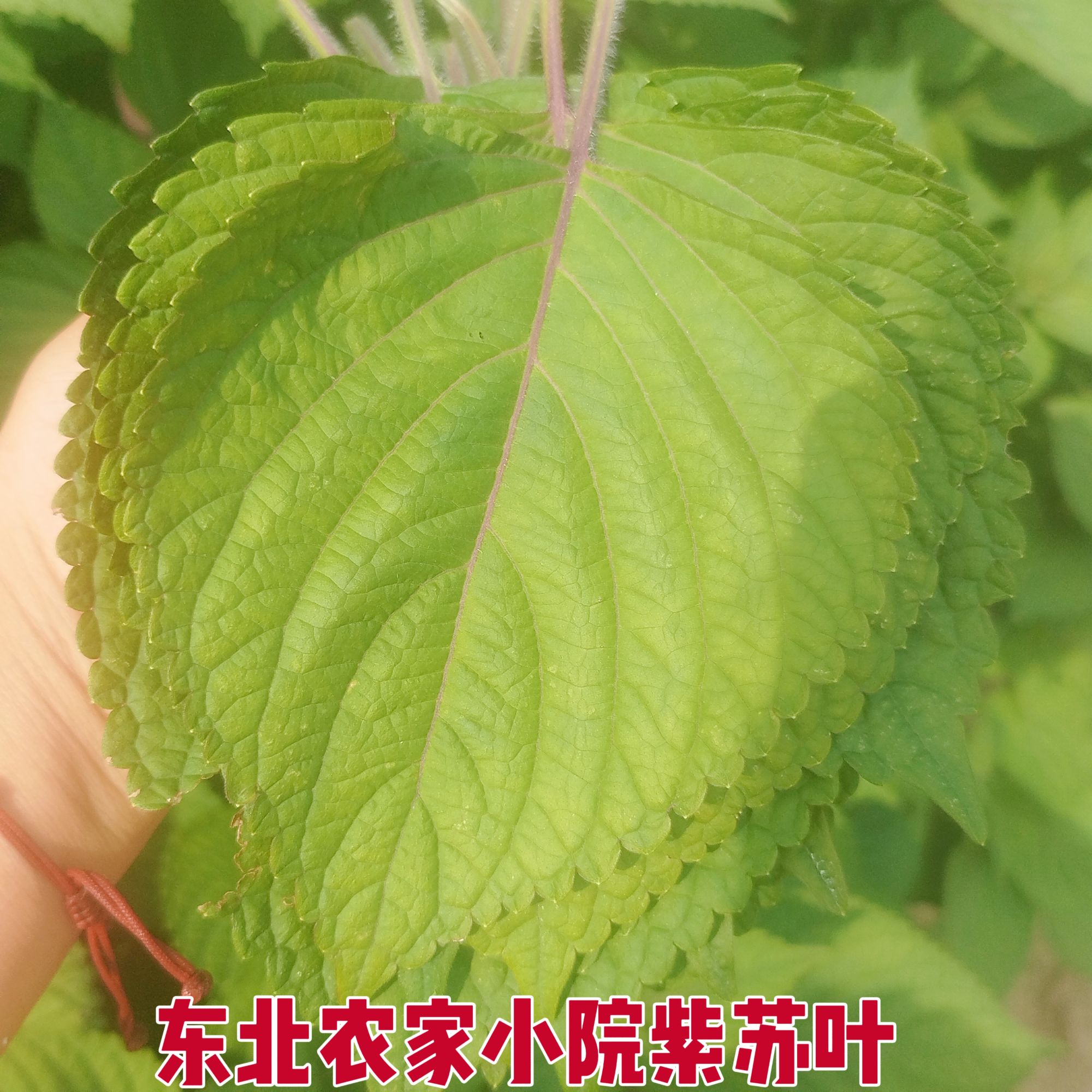 东北农家小院紫苏叶（有大有小混着发货介意者勿拍）