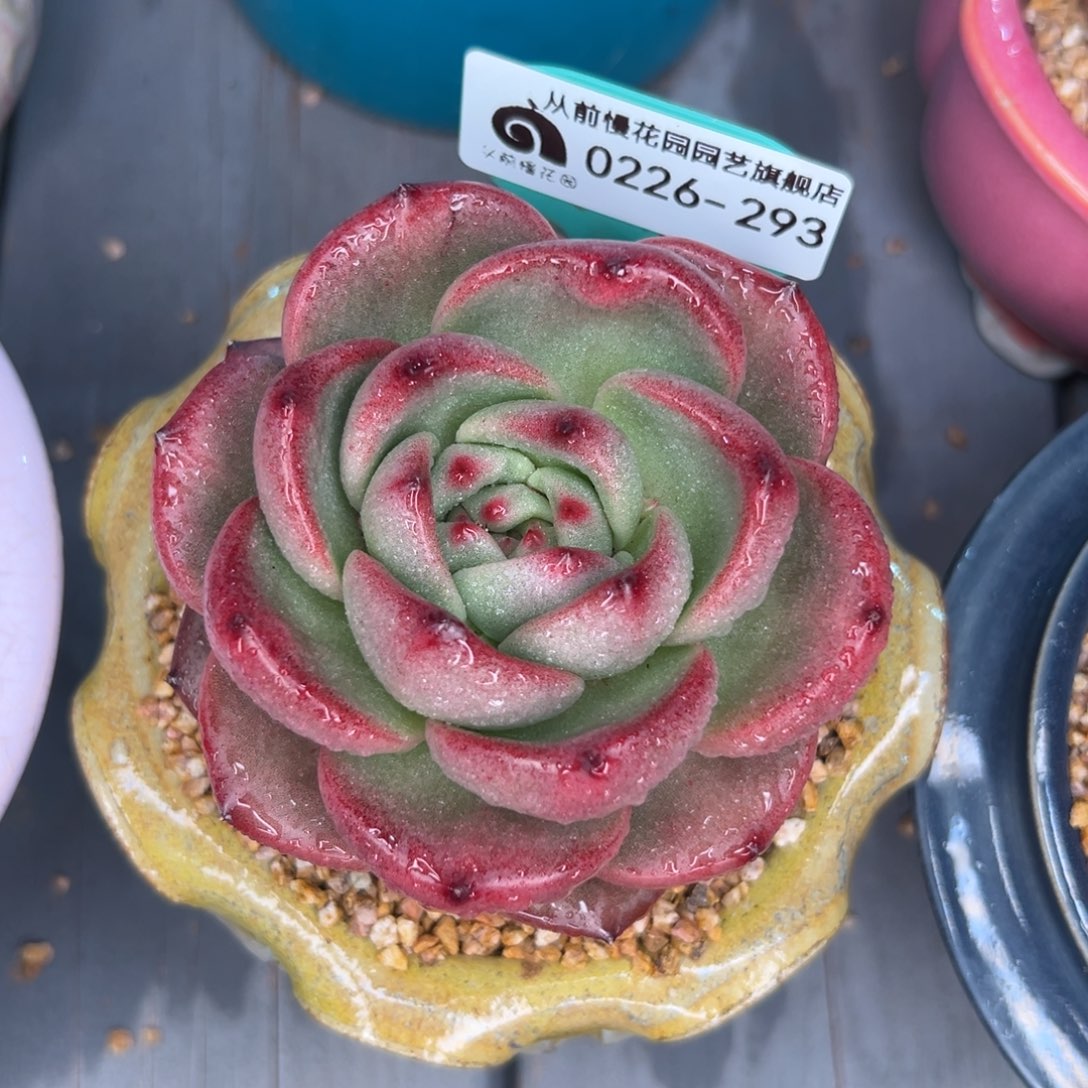 多肉一物一拍0226/293