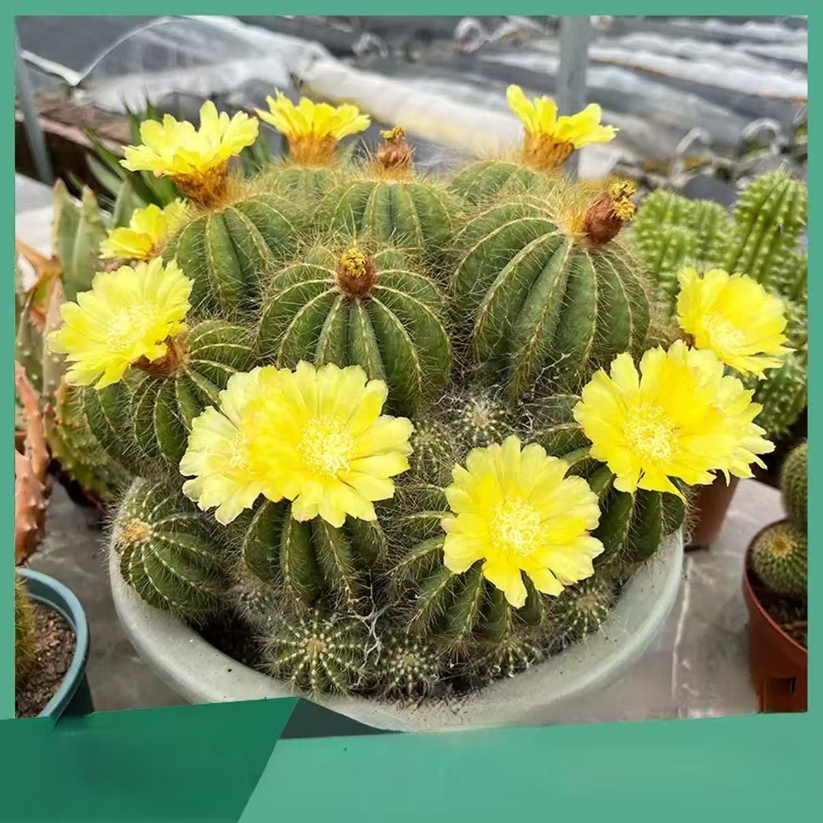 银冠开花仙人球仙人掌群生球好养防辐射室内多肉盆景耐旱群生