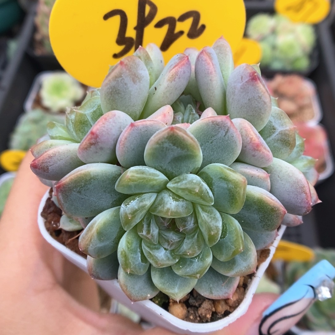 纸鸢大冠幅群生3922号