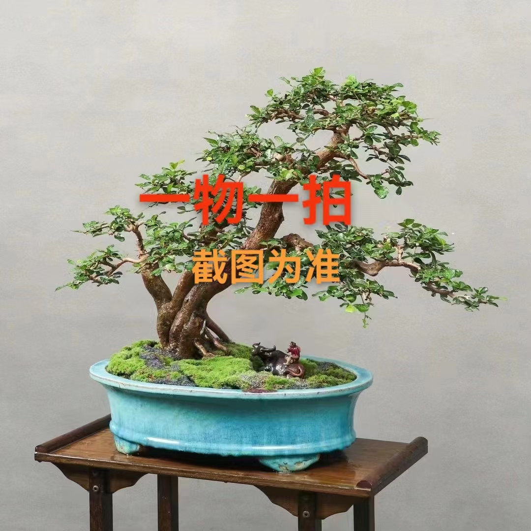 岭南盆景海南博兰(一物一拍)