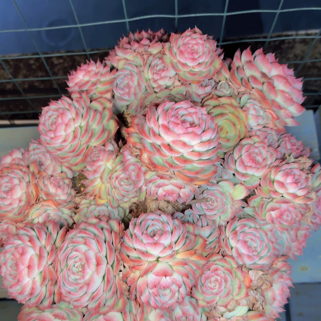 宗***）多肉植物的生长发育和