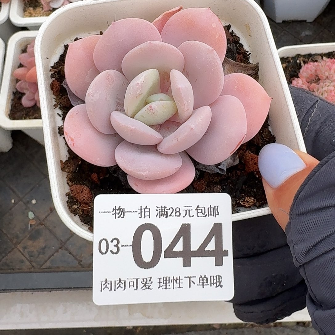 奶茶无盆土发货无