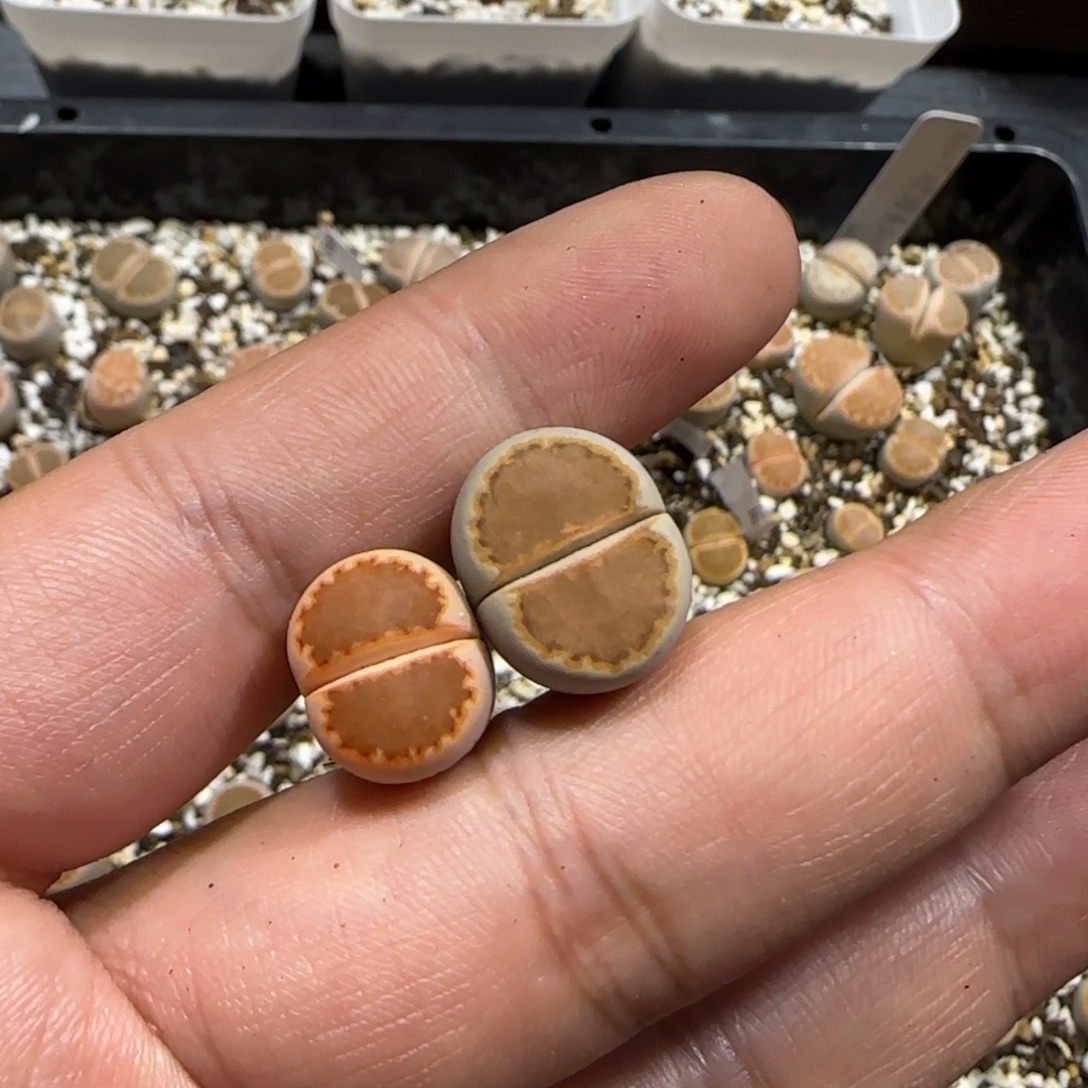 钵***鸡10.19。    1620.5饼干x2上播福利。  2035