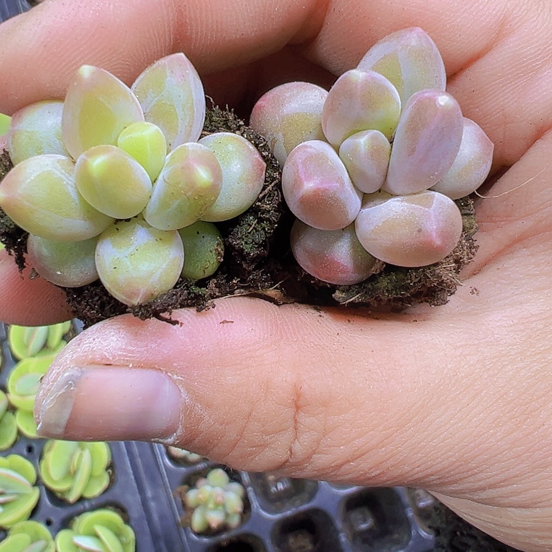 咖啡豆3个19包邮多肉