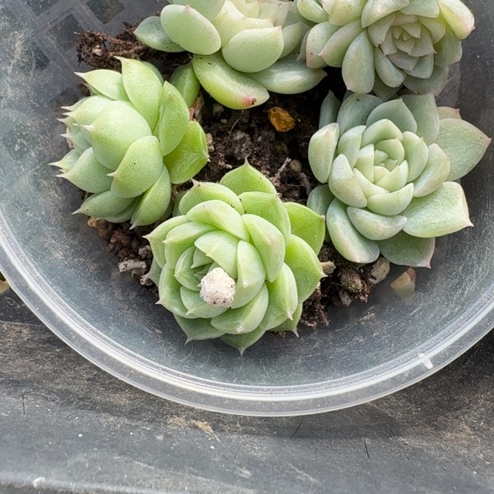 养***姨139青璃加泼天饭盒一组