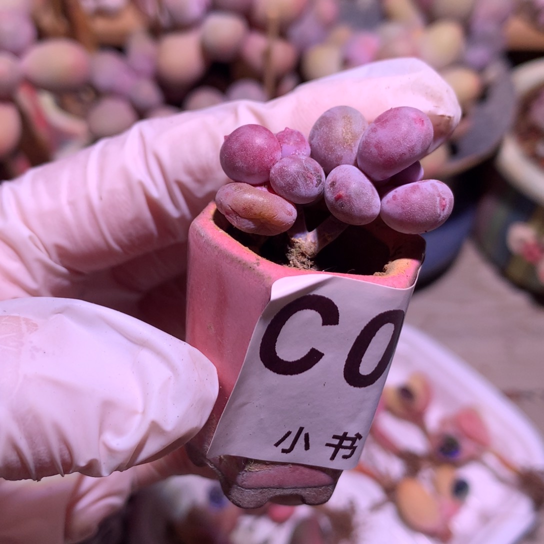 Mini彩虹奶酪多肉 060