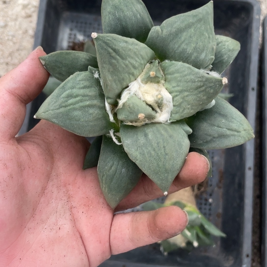 完全开放廖*生特价9 98