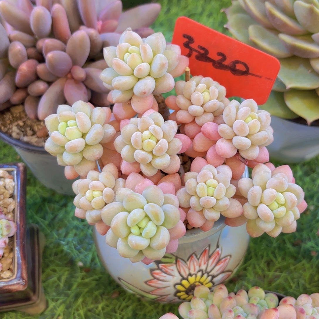 *****云南金致家精品多肉