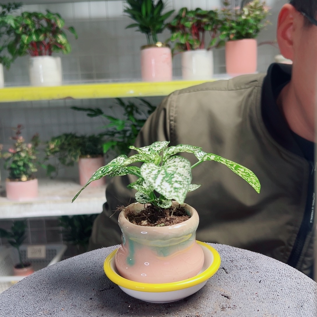 璇***璇无花朵53                   