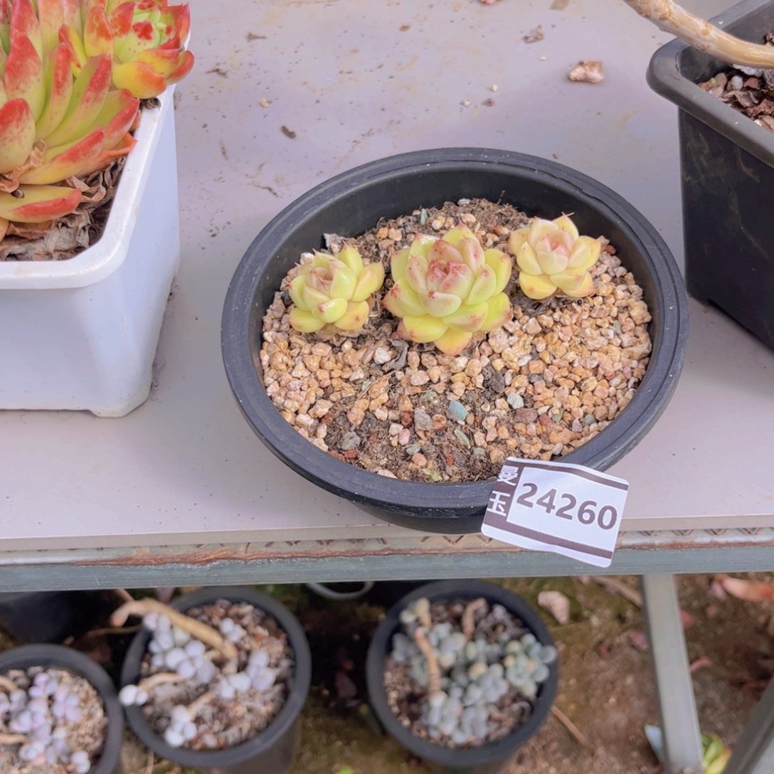 一***只水晶杂多肉植物24260