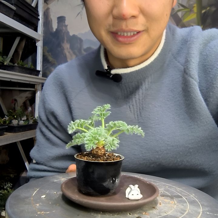 木***兰中青园艺一物一拍花451