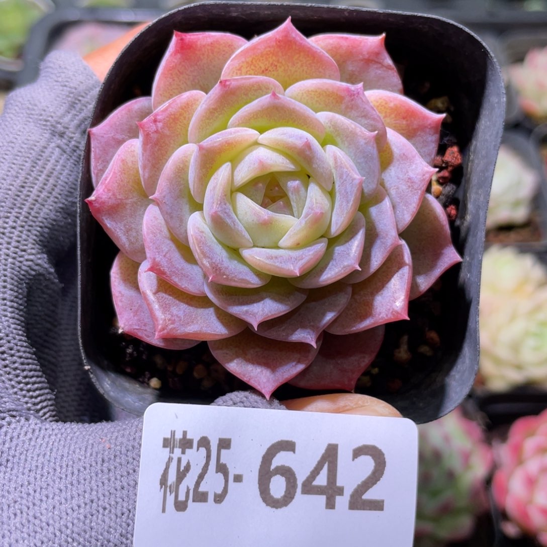 花利美25-642纯爱