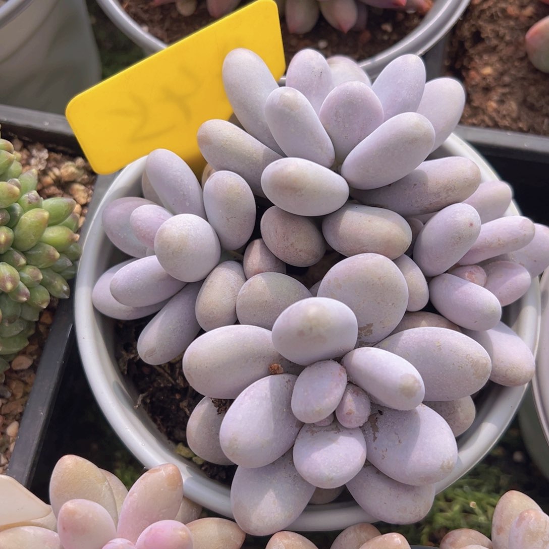 香玉的故事是一个人的