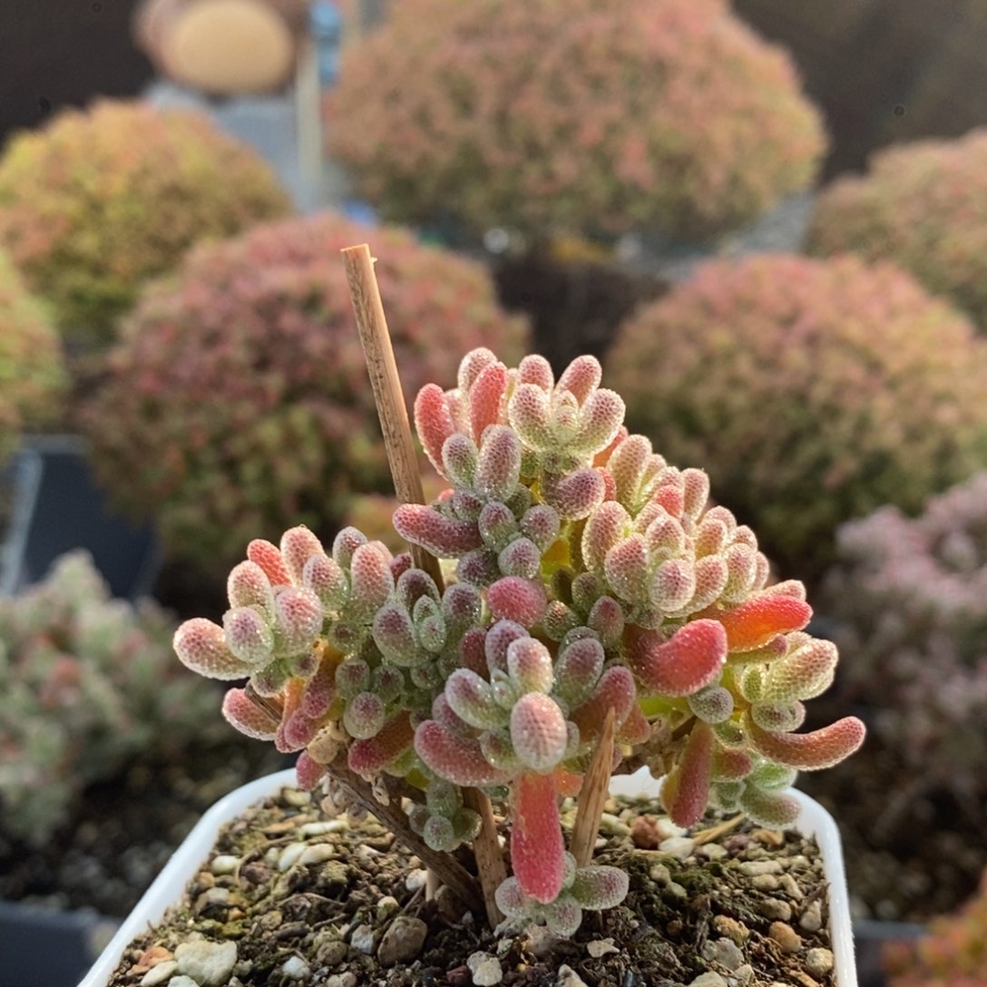 苏***闲实生冰晶3873枝干番杏