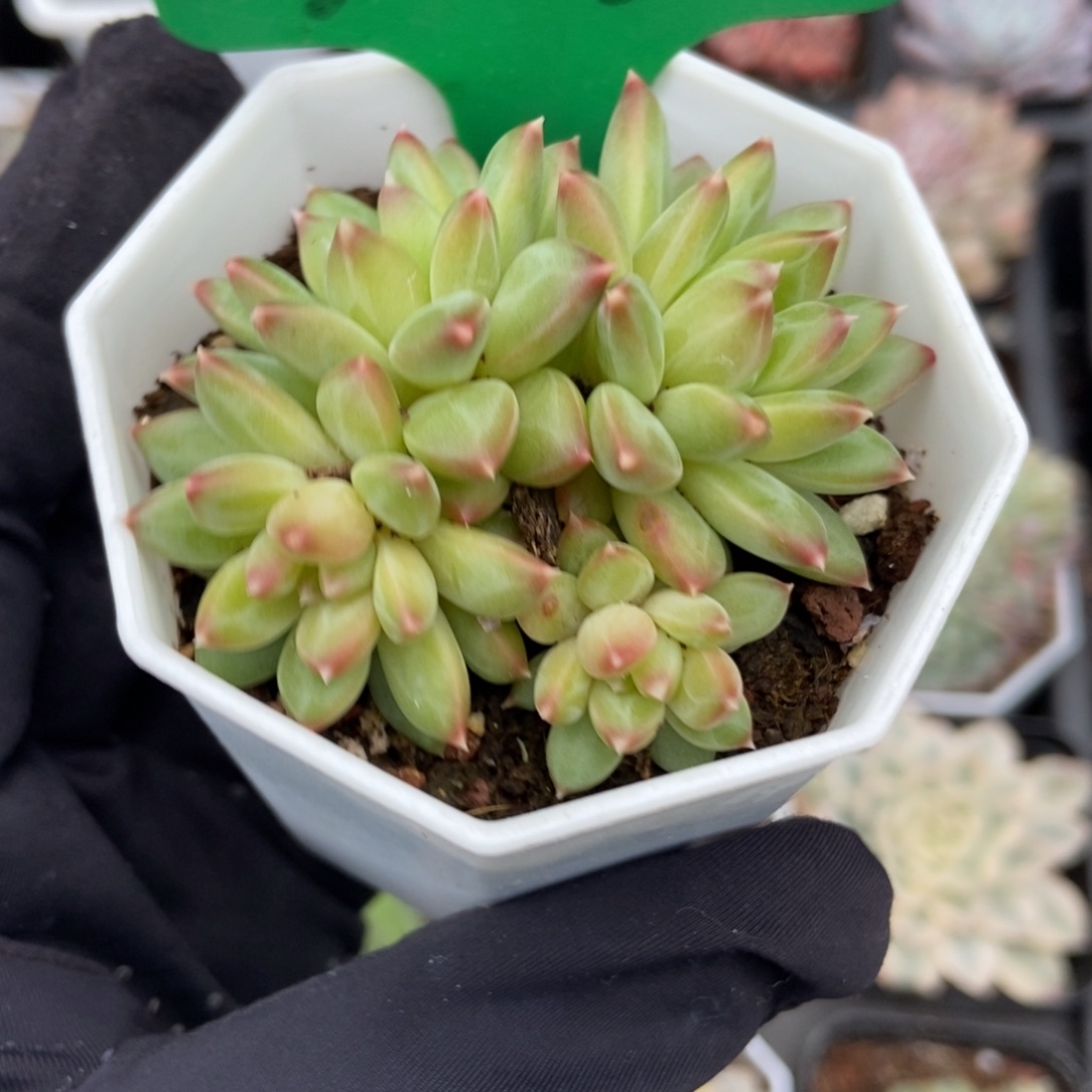 3132甲骨文多肉植物多肉