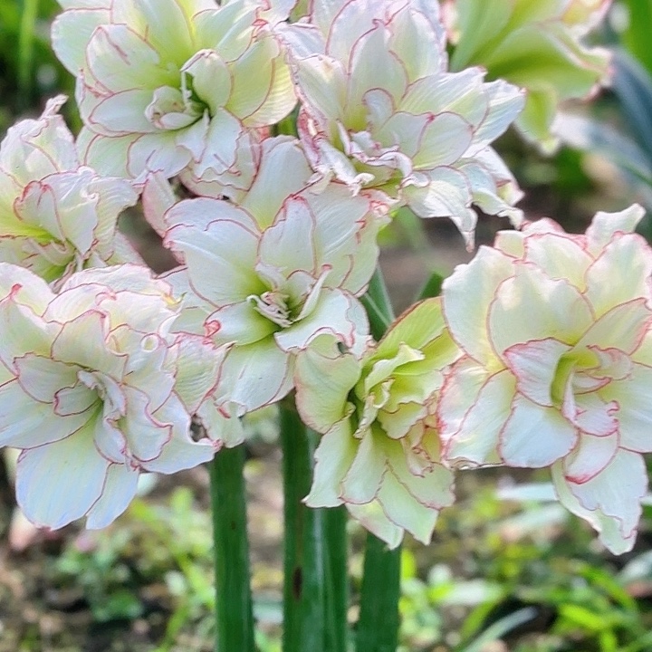 皮皮直径2-3厘米现挖