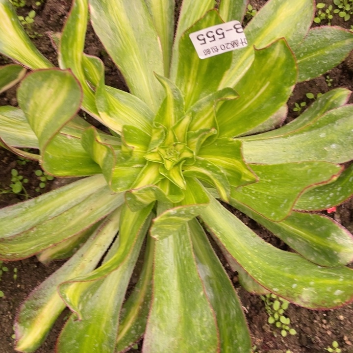 微****555魅影七彩中班多肉。123455789