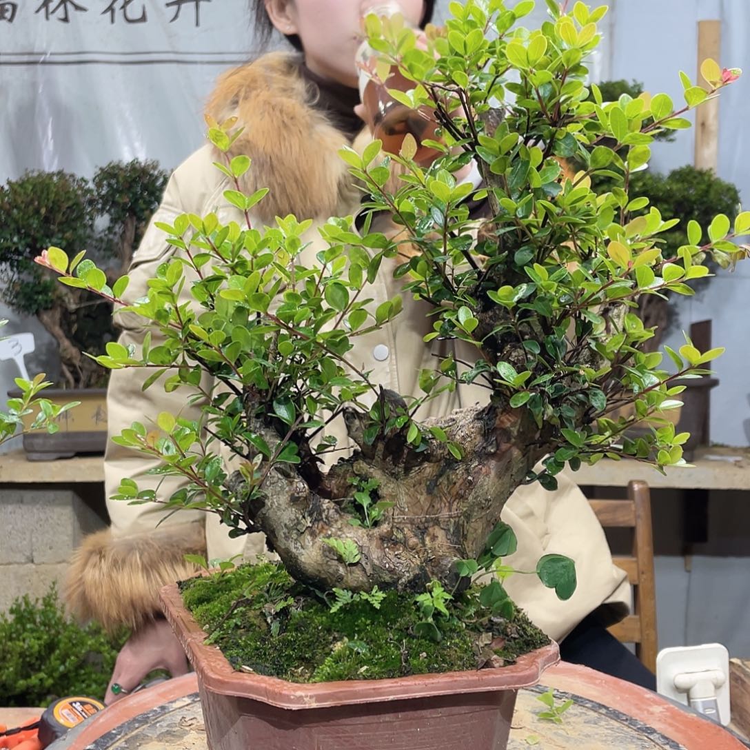 潮***仔赤楠盆景老庄，桂林