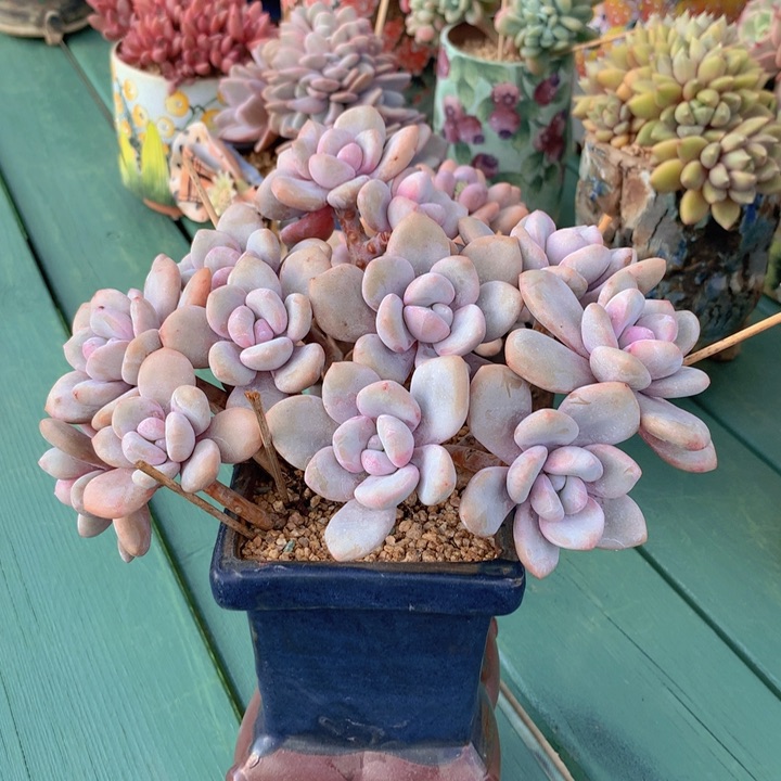 粉兔朵朵缀自然无砍