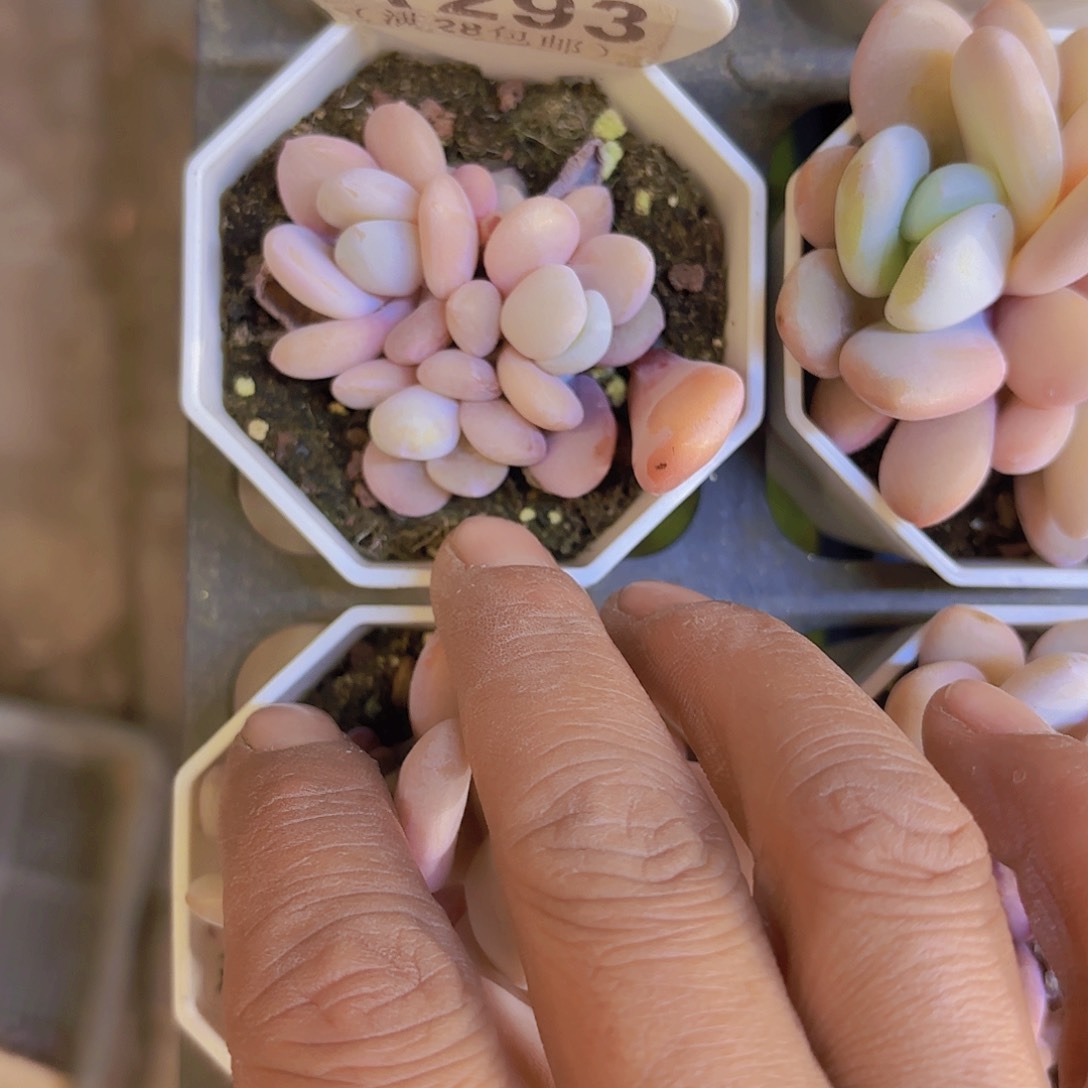 一***米A293粉兔一物一拍