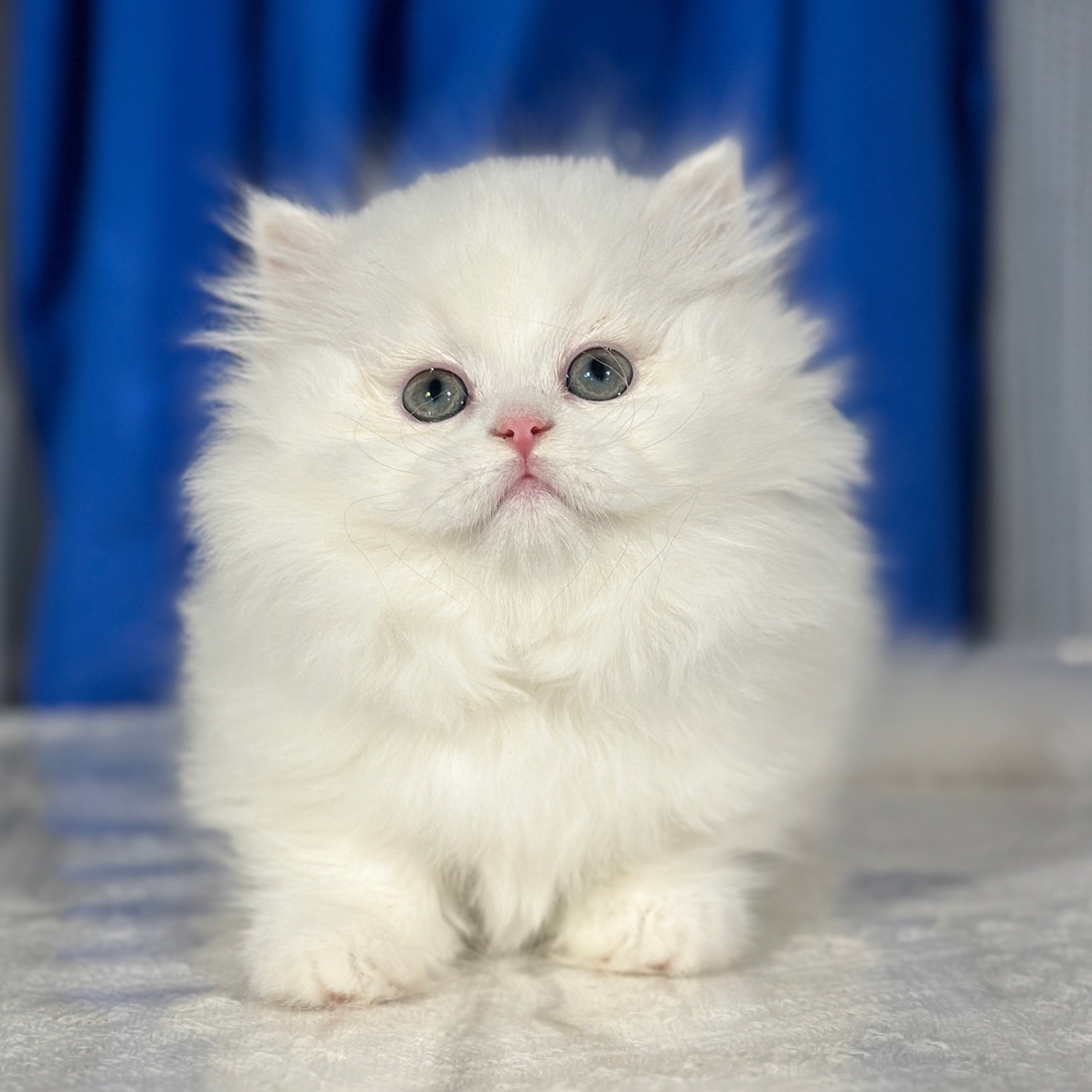 拿破仑猫，一图一物，下单联系客服