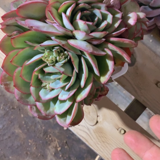 微*牡丹亭多肉555236888