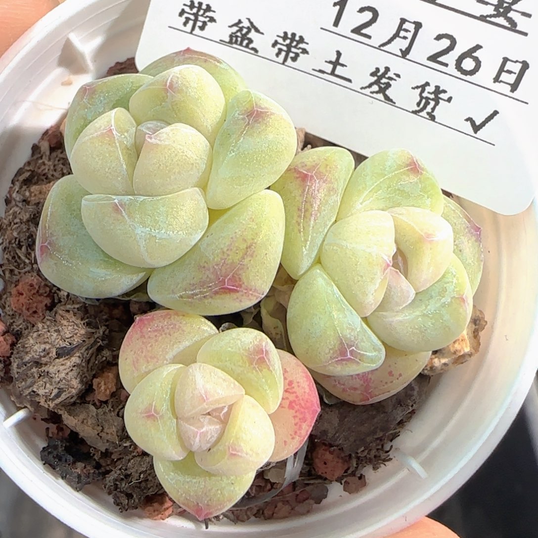 多肉1226-114冰玉三头
