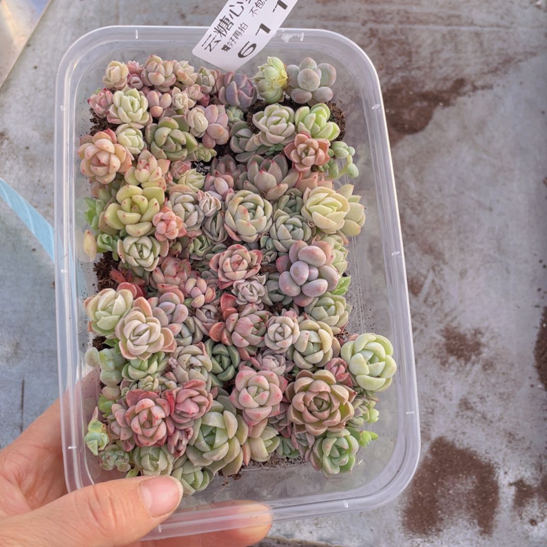 云糖心多肉植物611