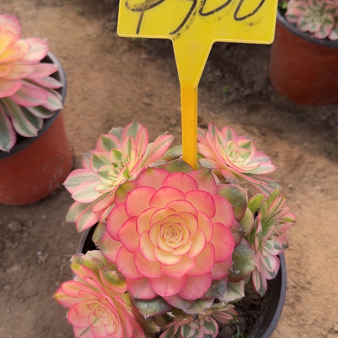 4300--荔枝多肉植物