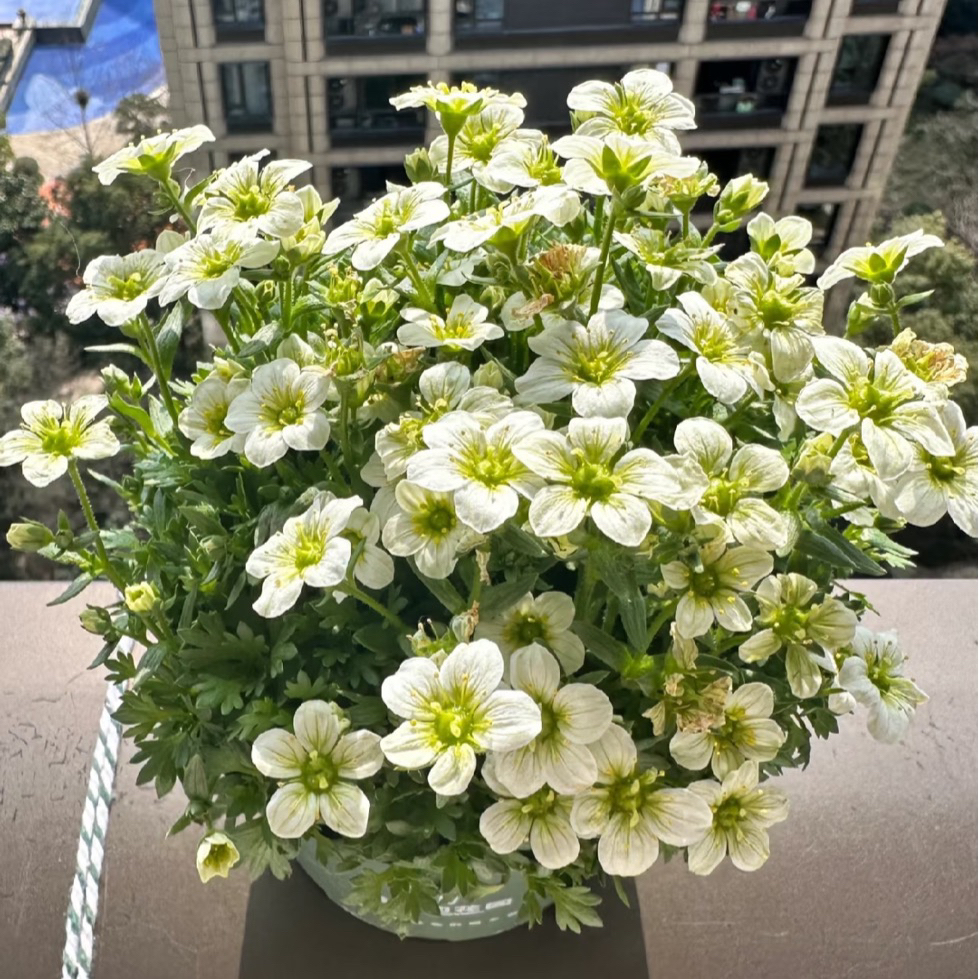 【缤纷甄选】精品青柠色高山虎耳草花苞刚刚开放到手一盆