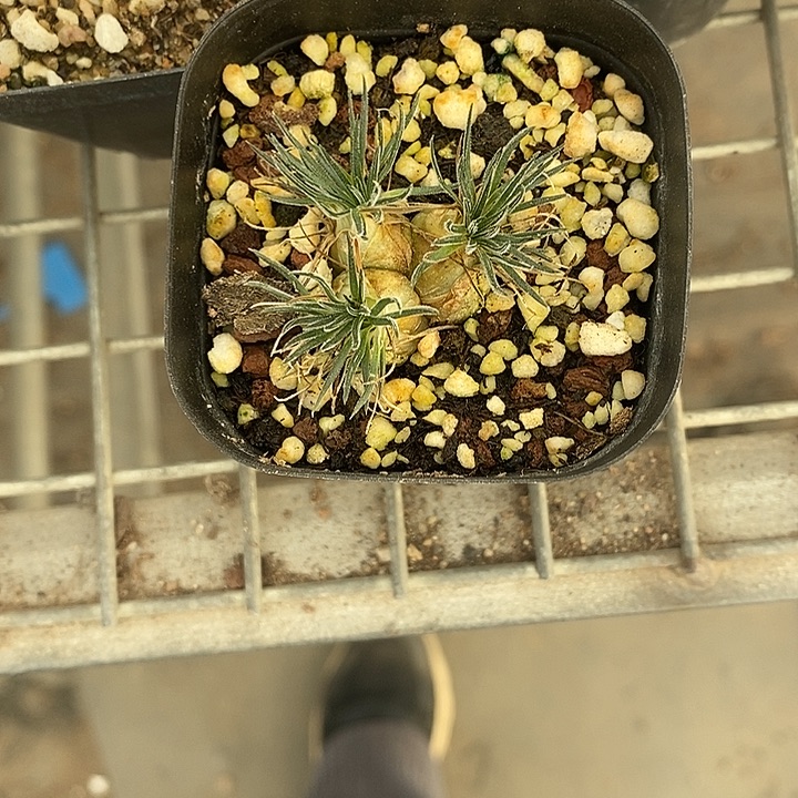 W***e漂亮的小仙女们都来