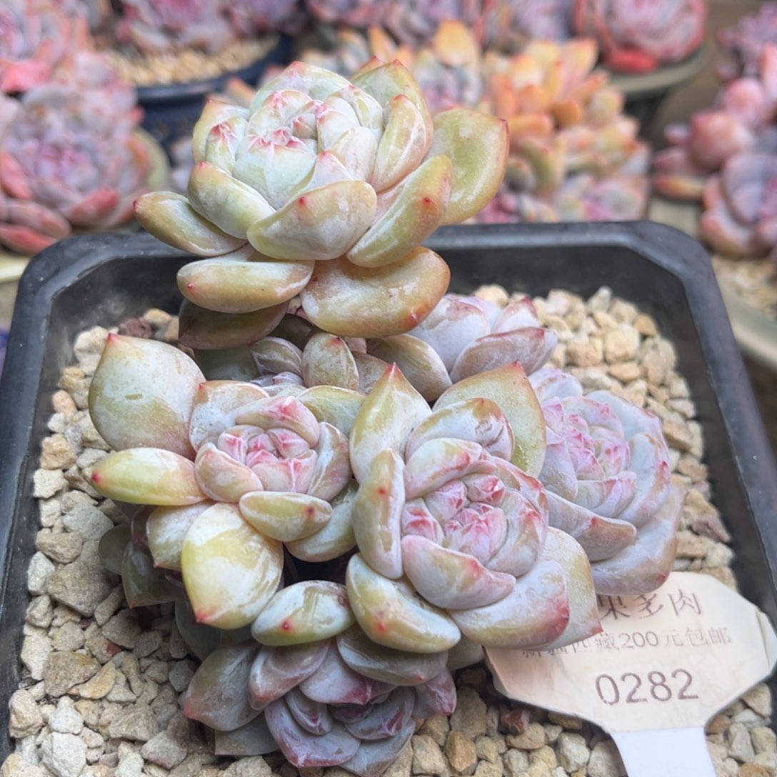 黄底紫心282/11cm9头