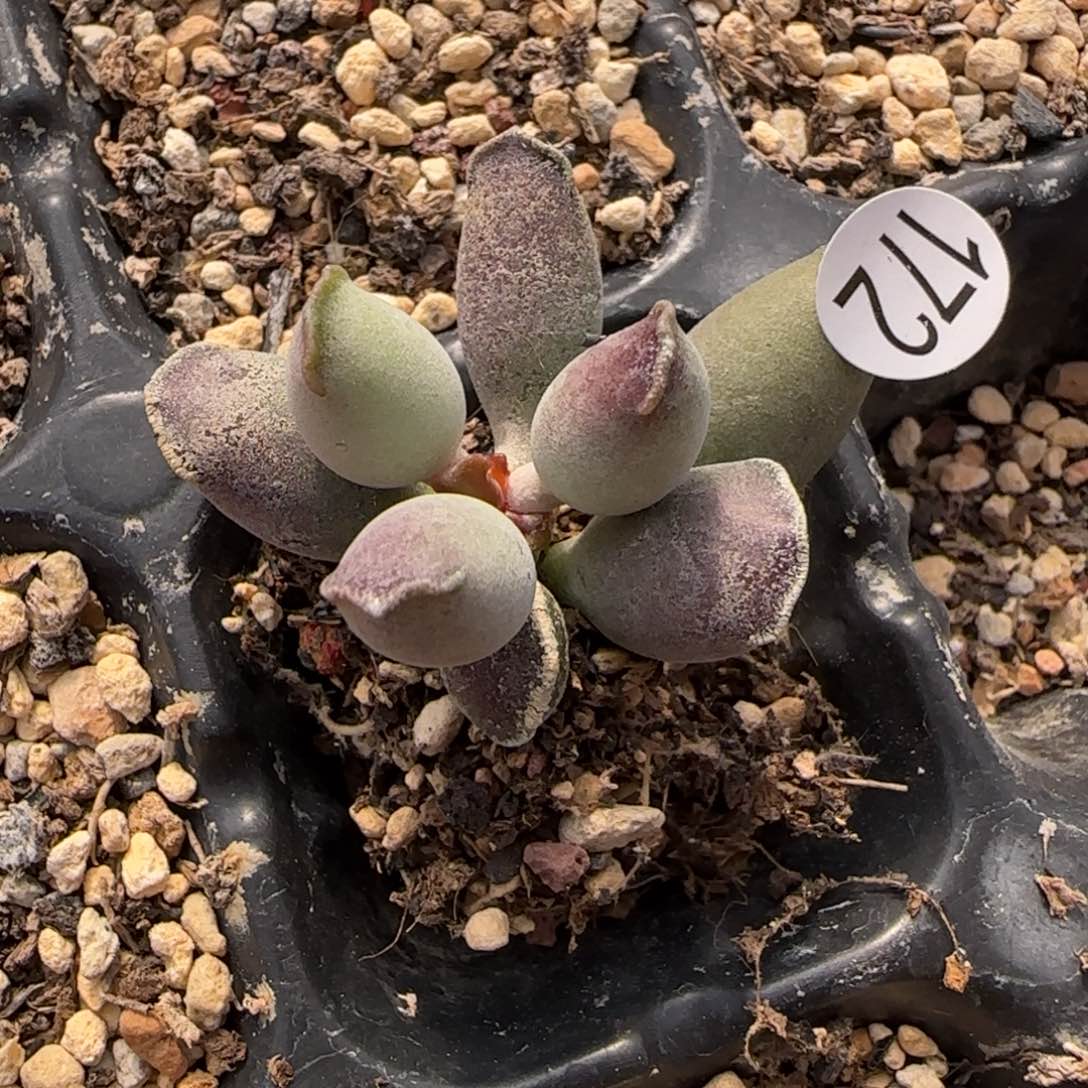 艺伎海豹水泡多肉植物172