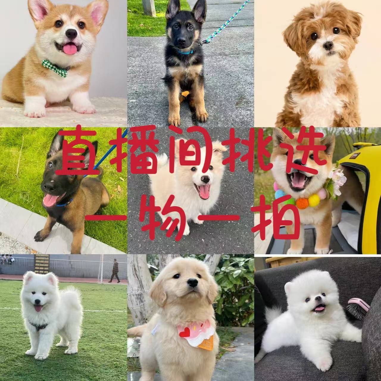 直播间挑选萨摩耶柯基泰迪金毛边牧比熊马儿泰