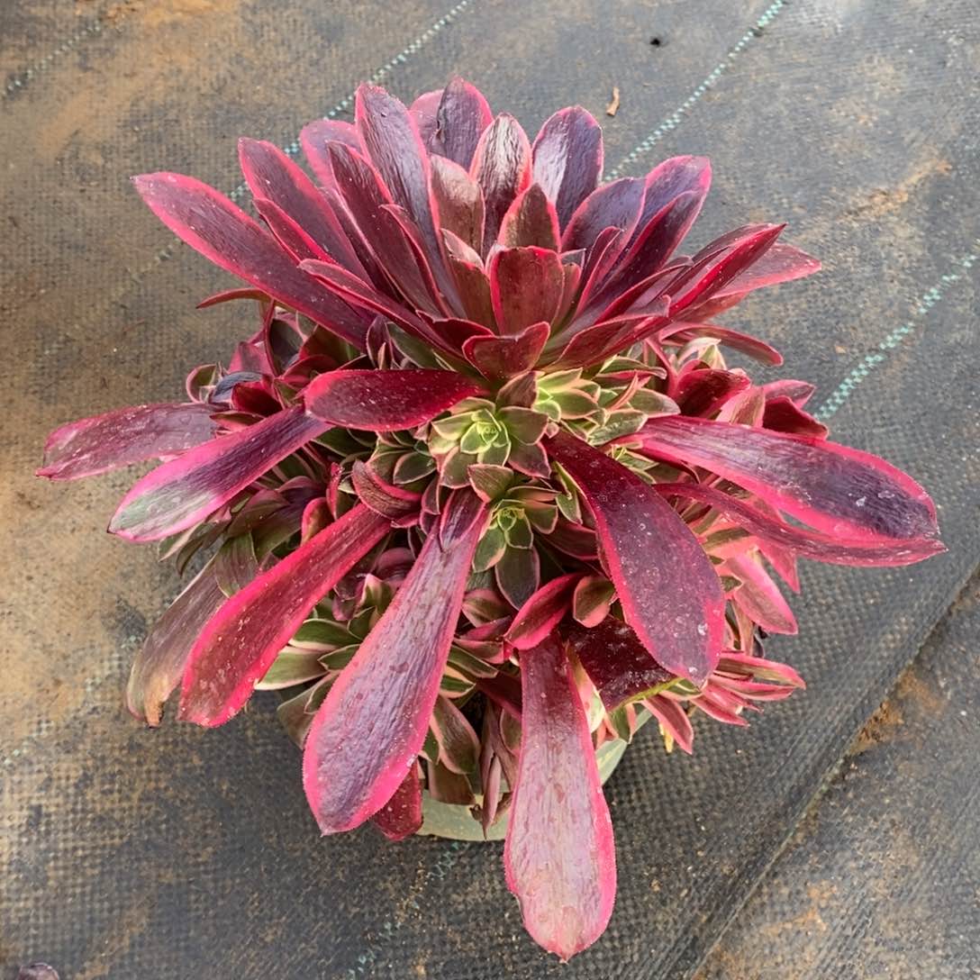 红陶金丝雀多肉法师